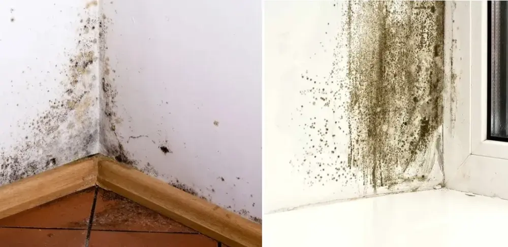 Jak napisać pismo do spółdzielni mieszkaniowej w sprawie grzyba, aby skutecznie rozwiązać problem?