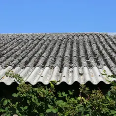 Stary, pofalowany eternit na dachu, porośnięty mchem i porostami, z zielonymi pnączami u dołu.