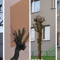 Jakie drzewa sadzić na osiedlach, by uniknąć problemów z infrastrukturą?