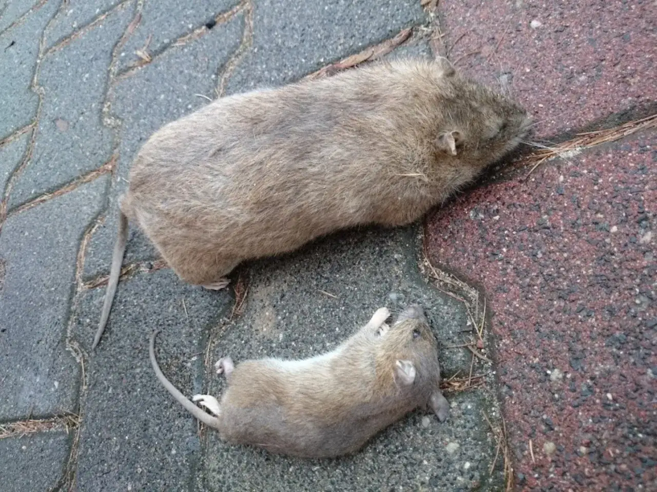 Zdjęcie Kto odpowiada za szczury w bloku i jak skutecznie zgłosić problem?
