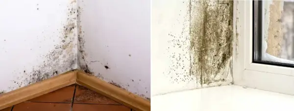 Jak napisać pismo do spółdzielni mieszkaniowej w sprawie grzyba, aby skutecznie rozwiązać problem?